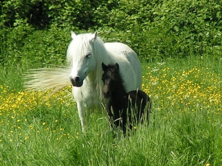 Dartmoor Mare and Foal